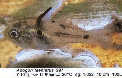 Apogon taeniatus